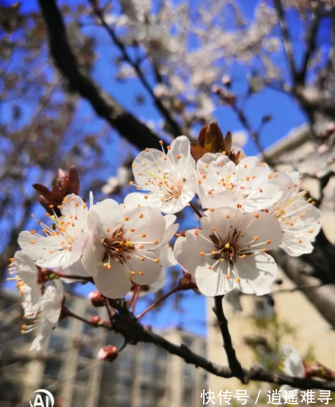 石榴花|你几月出生，最旺你的“命中花”就是它，真准