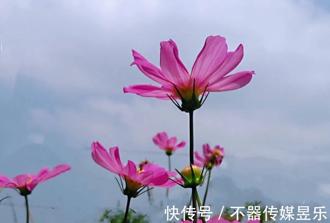 丝瓜花|随笔：人间草木