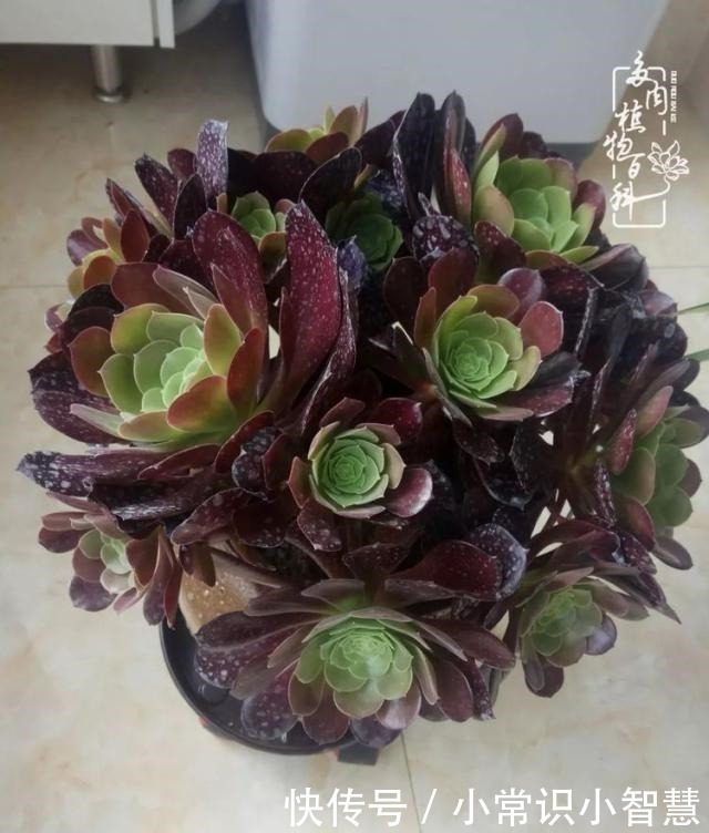 艳日辉|我是多肉飘窗党，我来晚了！我是多肉飘窗党，我来晚了！