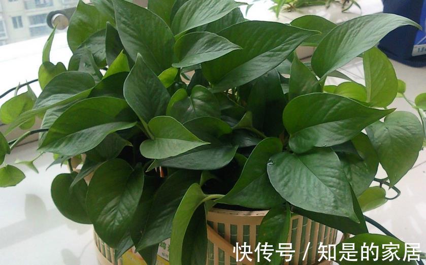 浇灌|啤酒水、淘米水、白醋水养绿萝,该怎么用,防治黄叶、精神萎靡