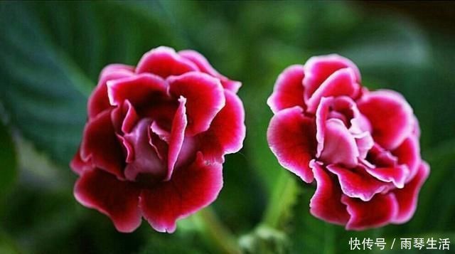 花草匠|新手养花别选“它”,花虽美得惊艳,却比“玫瑰”还难养,别浪费