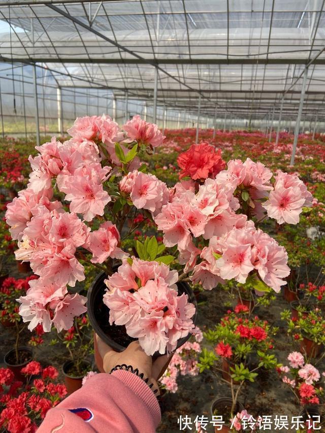 8种“坑人花”,过年谨慎入,没有“高技术”,养一盆枯一盆