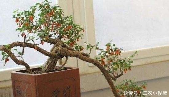 枸杞|没钱买花，野外去挖，插个枝就活，一年变昂贵的盆景，挂满红果果