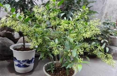 3种驱蚊花，花香到发臭，有人喜欢有人厌，你养了几种？