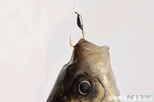 渔具业|禁钓范围逐步扩大已是大势所趋,或将对钓鱼人、渔具业影响深远