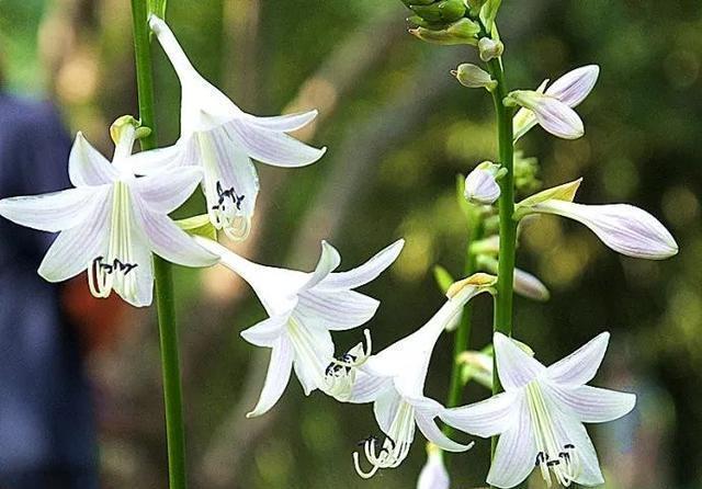 史上最耐阴的花,越阴凉越长得旺,绿萝虎皮兰靠边站