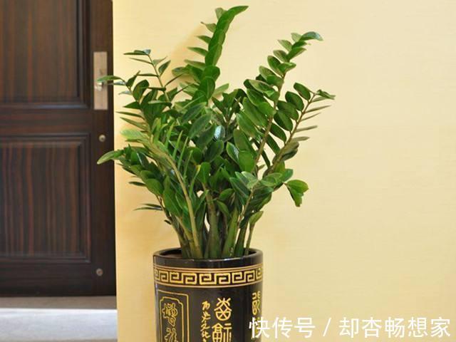 金钱树没精神老黄叶,挪个位置、剪两刀,植株粗壮、长得绿油油