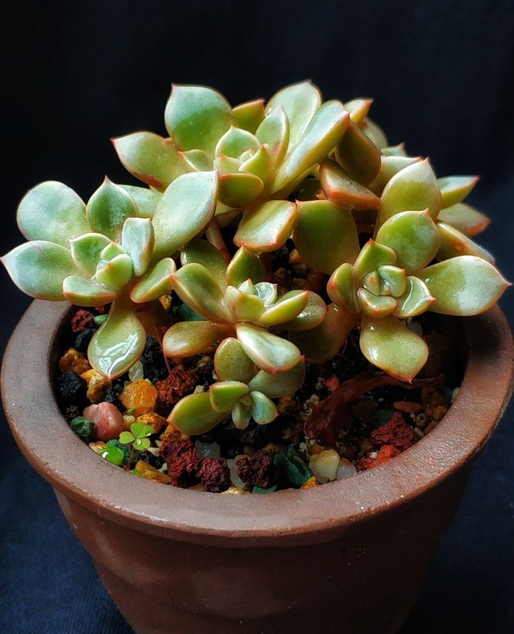 成长|与多肉一起走过的日子，见证多肉的成长过程！