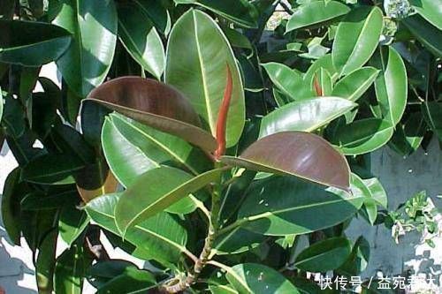 梔子花|家里養10種花，讓身體越來越健康，省下大筆買藥錢，想不長壽都難