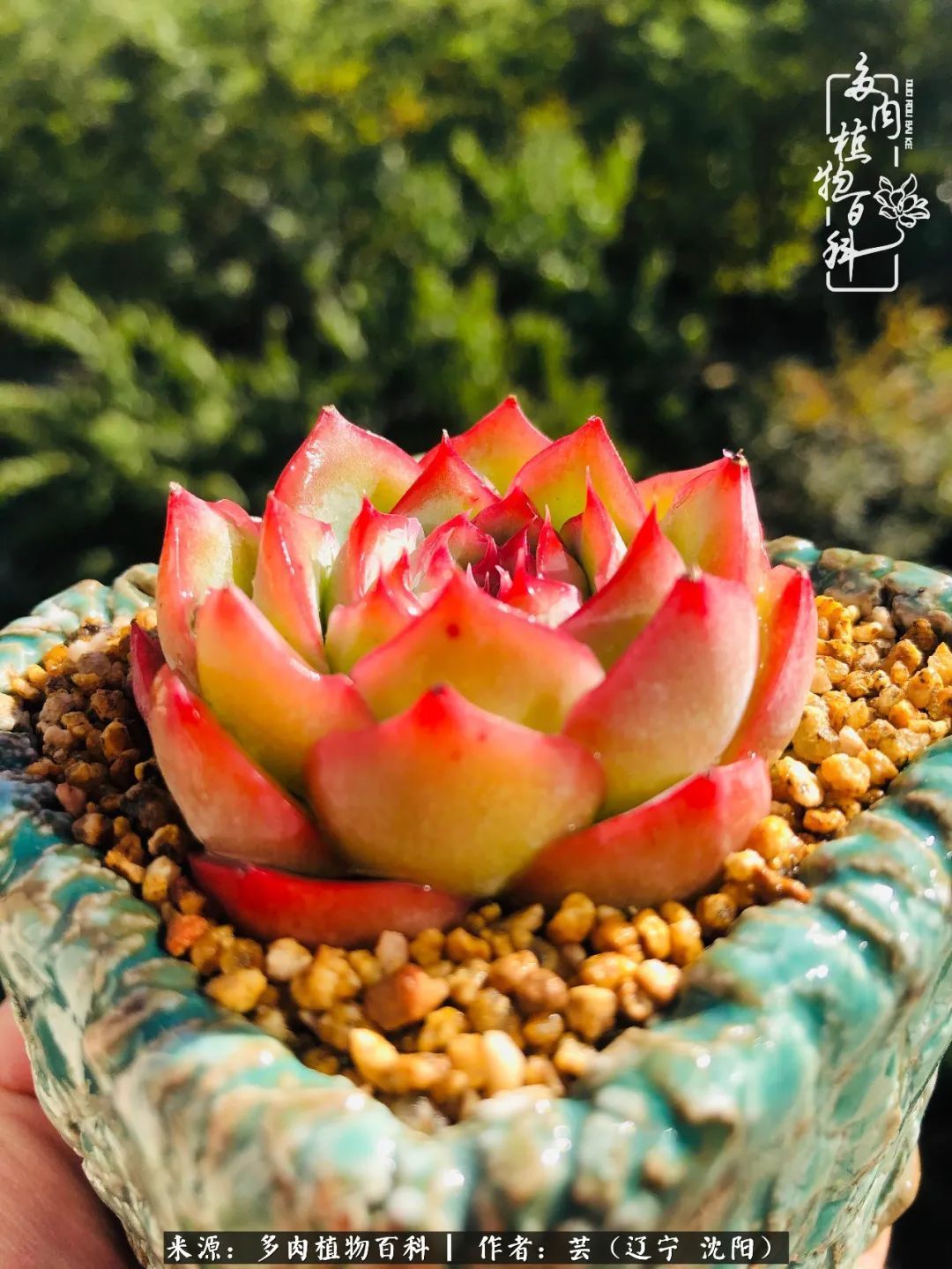 血罗|万物皆有灵性，一年四季有多肉陪伴真好！