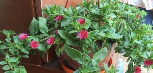 好看|忘了绿萝、吊兰吧,换上3种花,好看又好养,是家庭盆栽佳品