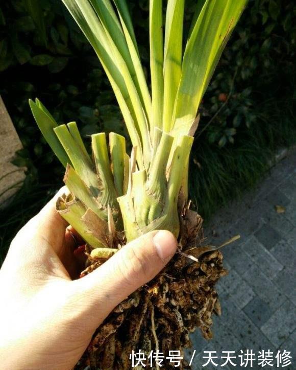 丽格海棠|4种花漂亮“娇滴滴”,新手养它都“没戏”,养一回伤一回