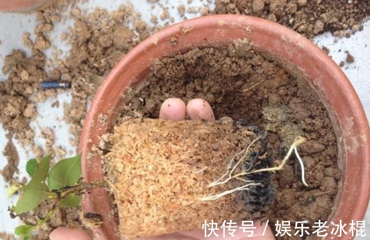 消毒|家庭养花：该怎么给土壤杀菌消毒？简易高效的手段有3种