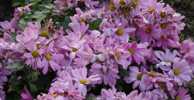 喜欢菊花,不如养盆优良名菊‘花洒玖瑰’花色靓丽,美丽淡雅!