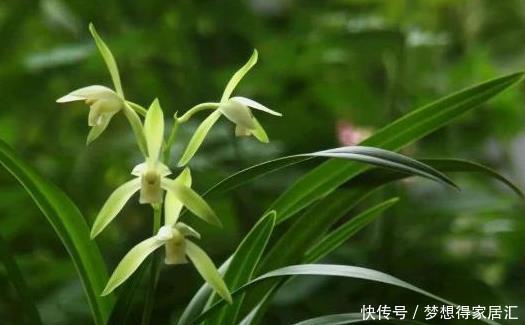 春兰|兰花鉴别春兰、蕙兰傻傻分不清,教您一招,百试百灵