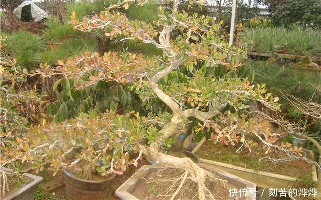 黄杨盆景姿态优美是如何制作的后期养护,盆景制作方法在这里