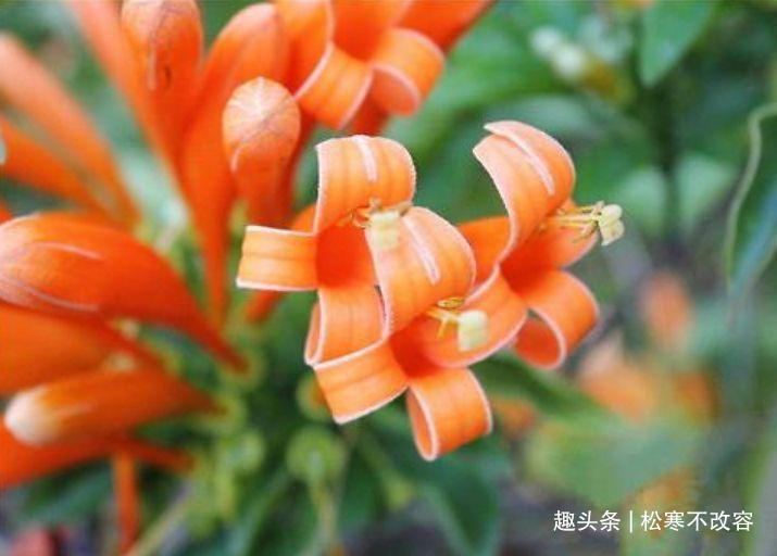 此款花卉,花艳易爆盆,养上一盆四季欣赏,好养活还不贵