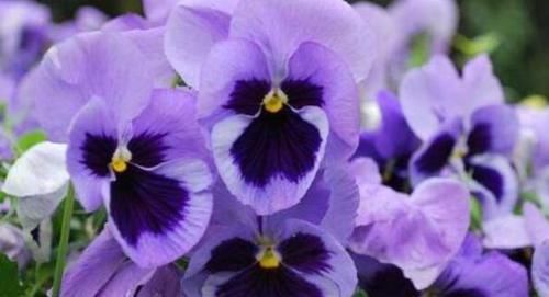  浓郁|可爱迷人的4种花，花色超仙，四季开不停，香气浓郁