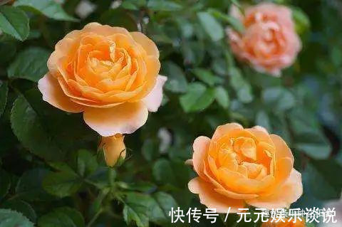 修剪是激活玫瑰“生长干劲”的开关,必备扭动开关小窍门!