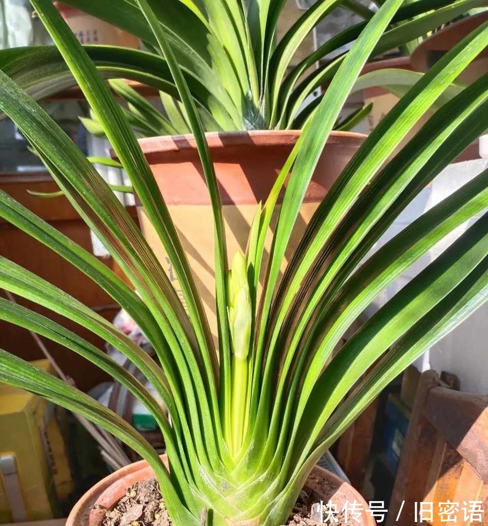 君子兰叶子不整齐，做好3步，侧看成线，正看如折扇！