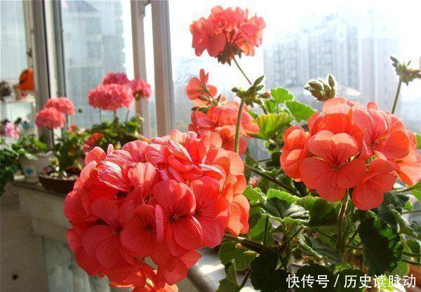 忘了绿萝吊兰,此4款花卉,扦插就能活,花色美丽,四季开花