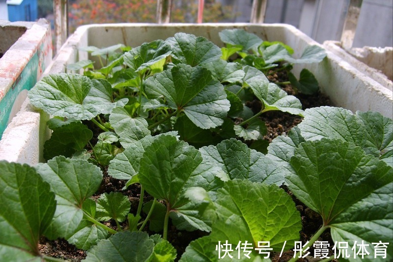 5种“蔬菜”不怕冷,阳台种一盆,0度冻不死,吃一茬冒一茬