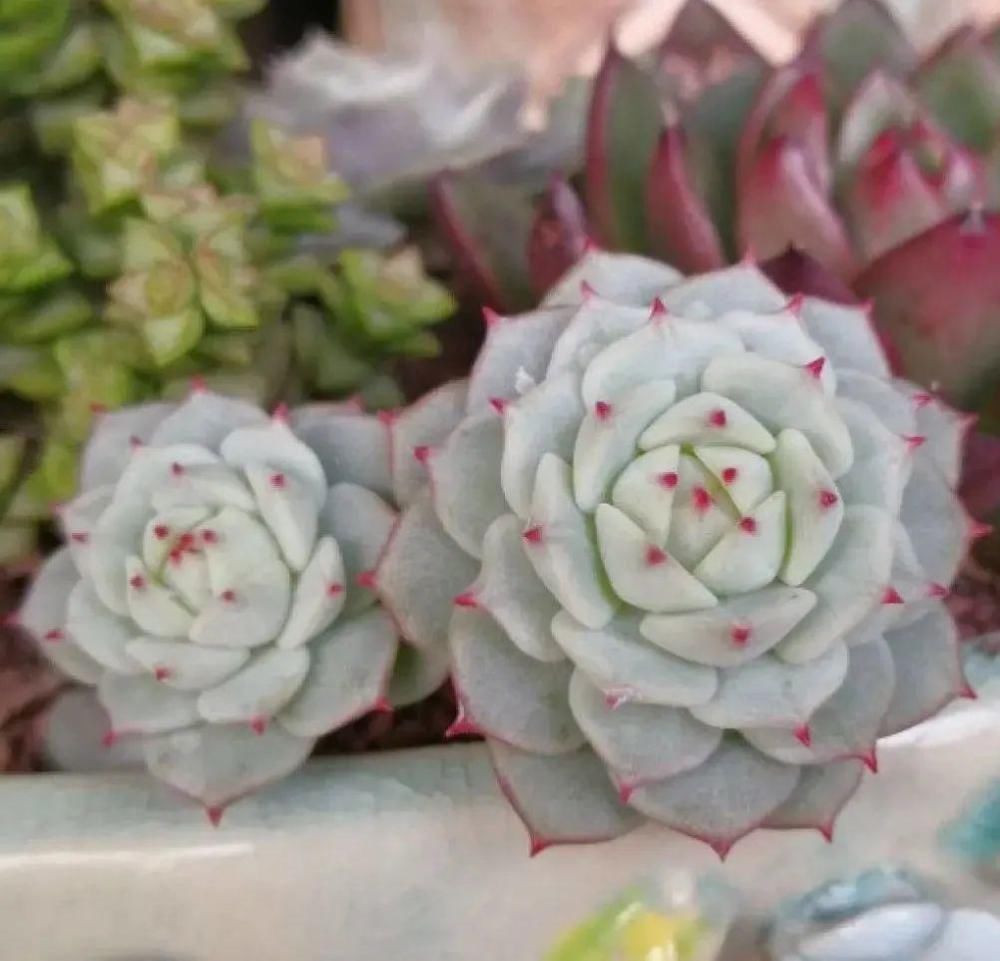 5度以下,常见的21种花必须断水,不然都烂根了