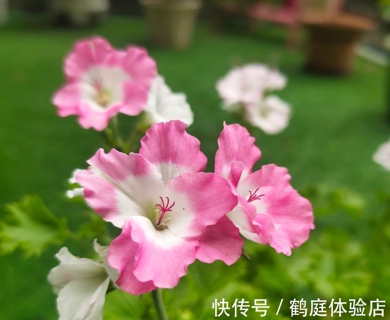 羊奶果|4种花摇身一变超美''老桩'',精致又贵气,价格翻一倍