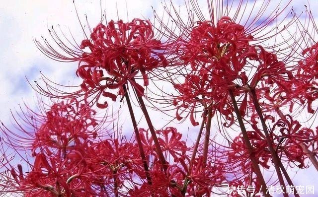 狗牙花|被名字耽误一生的6种花，土里土气，开花却“气度非凡”靓丽入眼