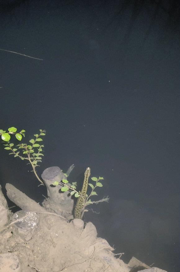 最近钓鱼就是与蛇同行多人钓鱼差点被咬,频繁遇蛇怎么办