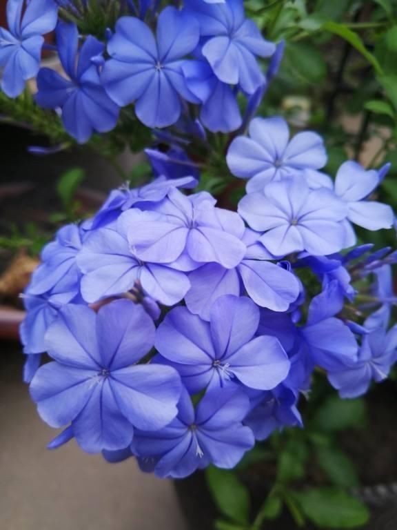 急性子的人就养这4种花,掐个枝条插土里,当年就开花