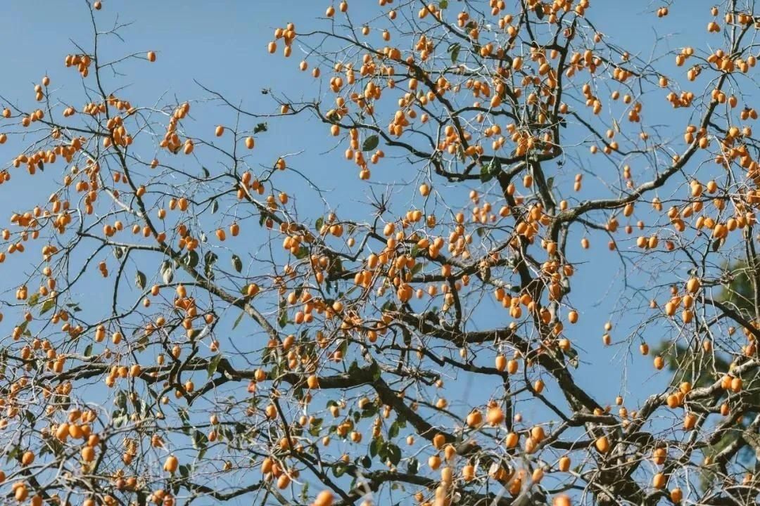 红柿|楠溪江畔，柿子红了