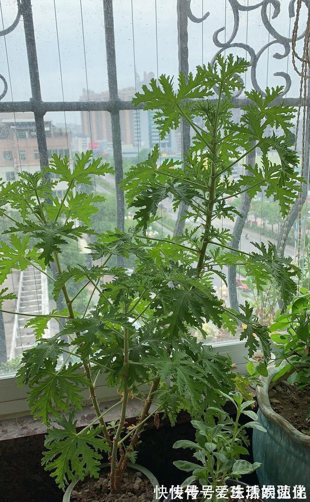 家庭里养“5种草”,能净化空气,还能抵御“蚊虫”,快点行动吧