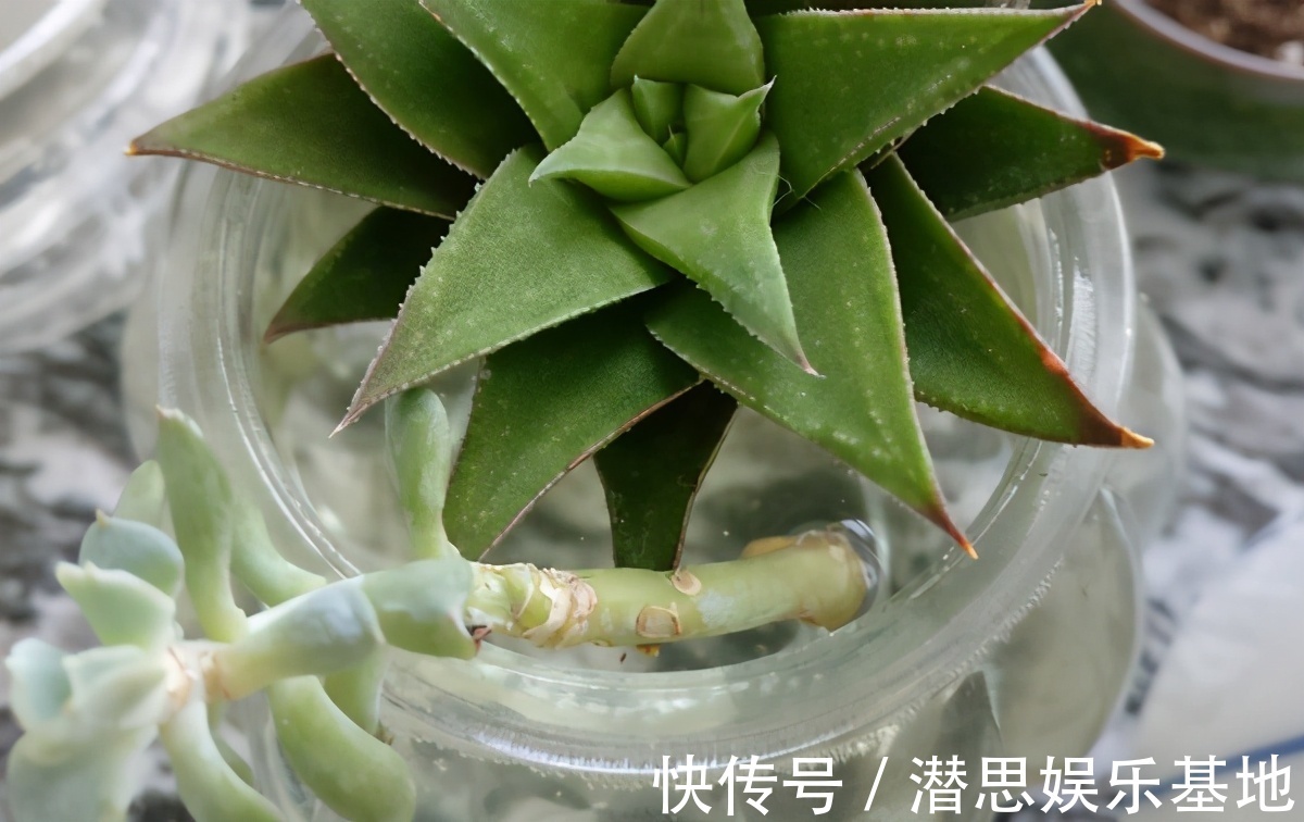 花友们|扦插讨喜的多肉,事前事后这么操作,成活率高很多