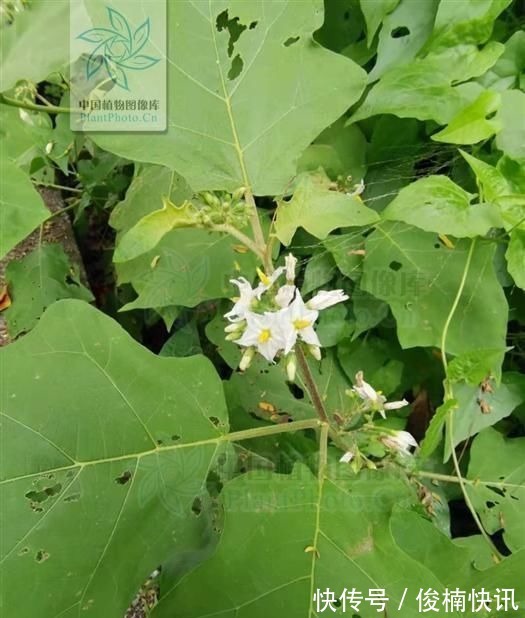 水茄|水茄,见过吗可用于跌打瘀痛,腰肌劳损,胃痛,牙痛