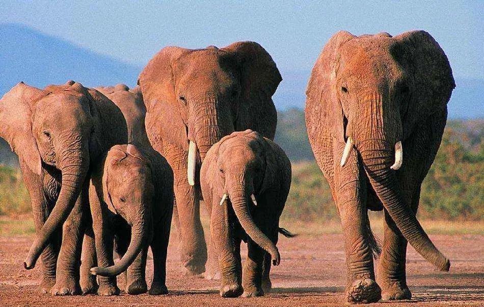 陈寅恪考证华佗是五天外国之音,曹冲称象为假,谬矣!