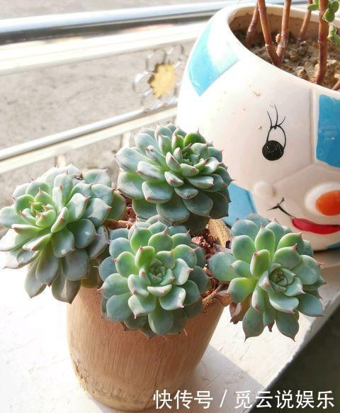 美美|漂亮的多肉怎么养掌握“小技巧”,个个肥嘟嘟,状态美美哒