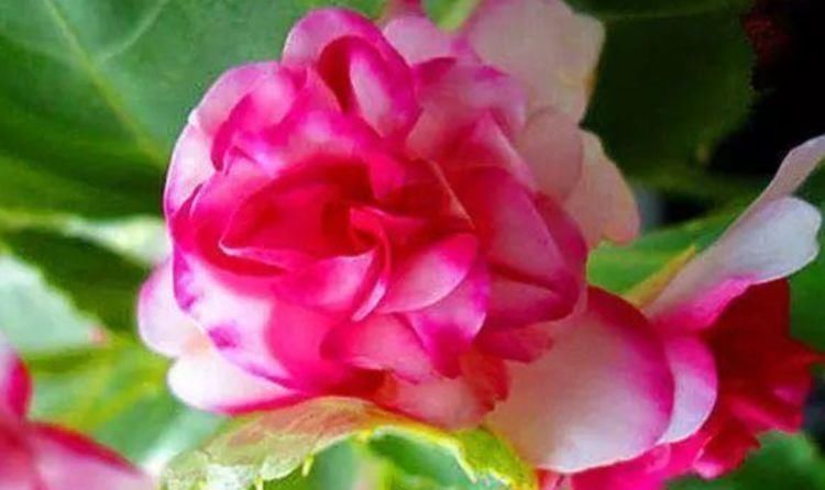 4种花好养易活，旺财又养人，看了就让人沉醉，年年开花不断，美