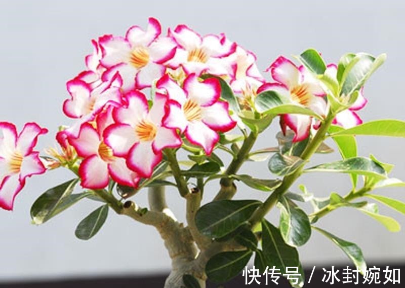 三伏天|三伏天沙漠玫瑰有4喜，做好后苗子壮，鲜花满枝头