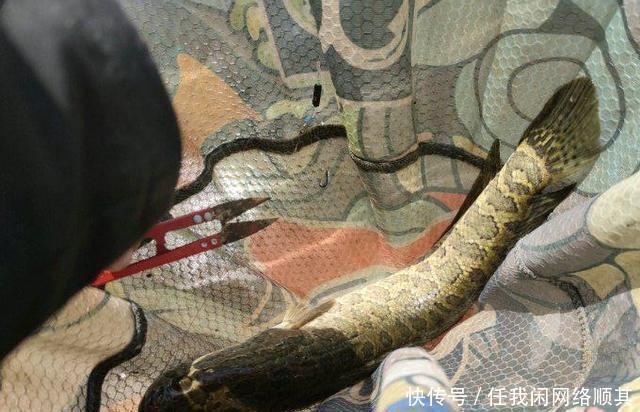 广东|广东一水库黑鱼“大爆发”,老大爷有人倒了十几车