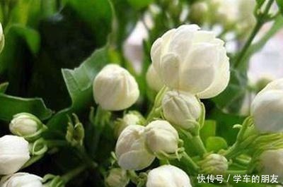 户外挖“2种土”养花，君子兰长得像“大白菜”，茉莉花“爆盆”！