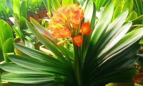 君子兰“长歪了”，调整方法很重要，错一点花箭都不冒