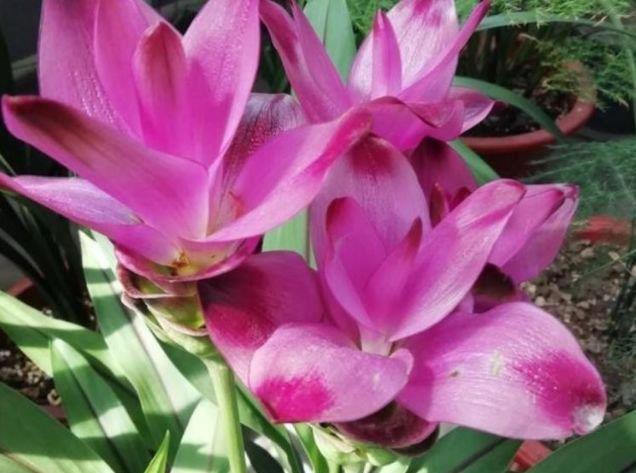 “4种花”养家里,开花不断,花美色艳,花儿轻松开爆盆