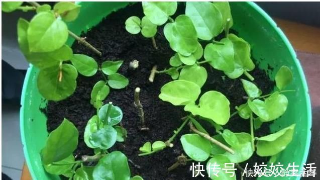 养茉莉花,掌握这5个“小窍门”,一年能开四岔花,简直是“开花机器”