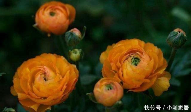  球根|花毛莨叶片似芹菜叶、球根像鸡爪，开花很好看，都叫它芹叶牡丹