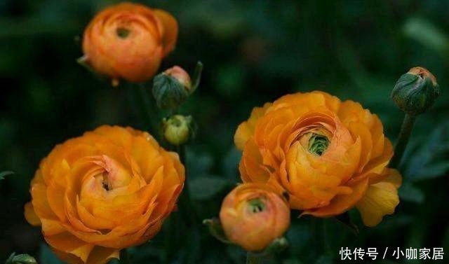 球根|花毛莨叶片似芹菜叶、球根像鸡爪,开花很好看,都叫它芹叶牡丹