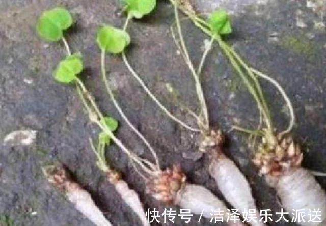 萝卜|女人常吃此物,不感冒了,排除湿气,远离妇科炎症,子宫越来越好