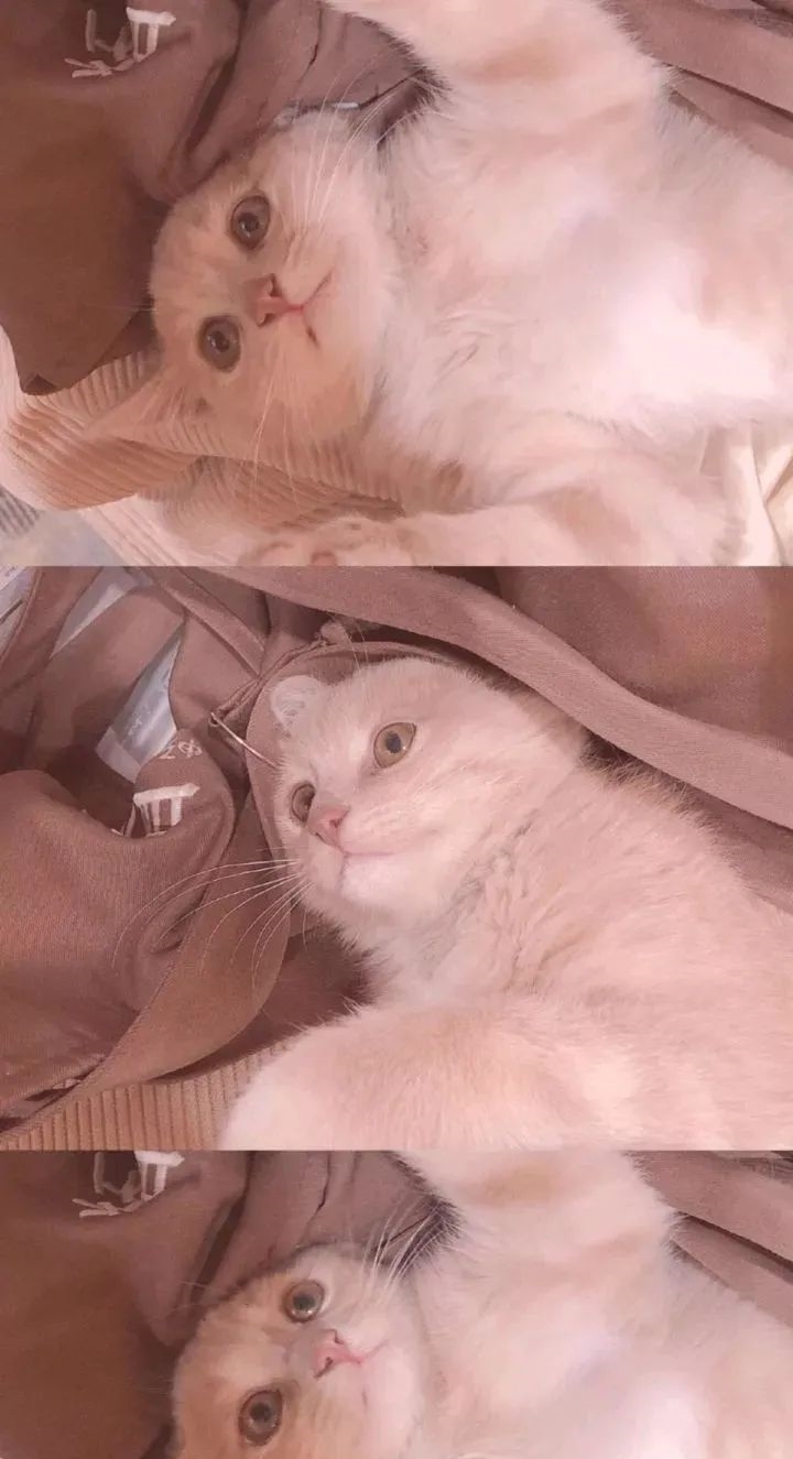 配不上|原来的壁纸已经配不上你的iPhone12了,快来换新的猫咪壁纸