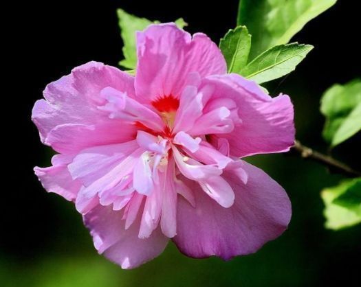 财源|几种花自带财运，养家里一盆，财源广进，好运滚滚来