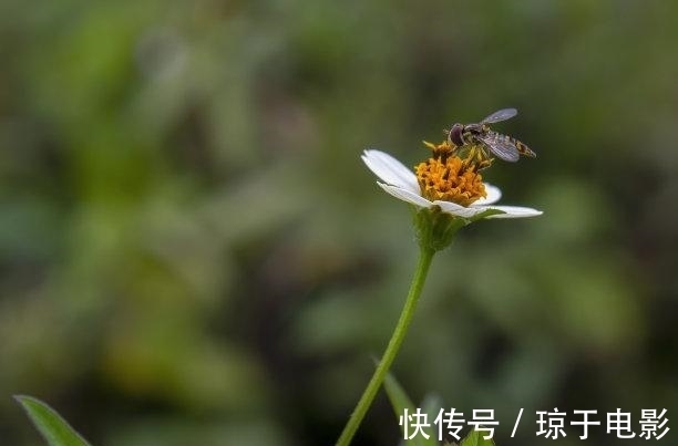 桃花|下礼拜，桃花闪烁，真爱难挡，旧爱归来，表明真心，余生相知相守